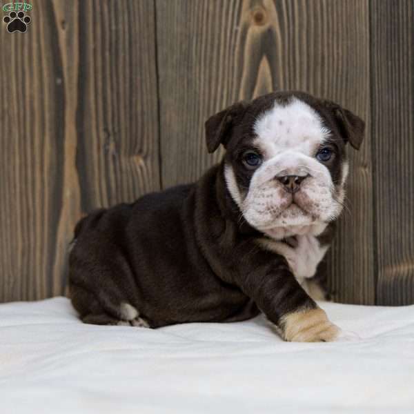 Bruno Breaker, English Bulldog Puppy